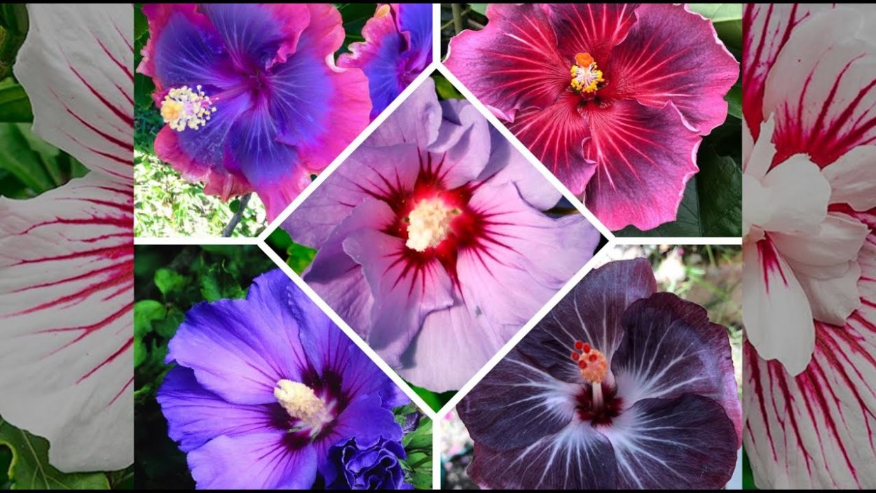 Гибискус травянистый Миднайт Марвел