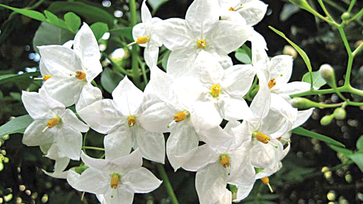 Жасмин цветок Вьюн