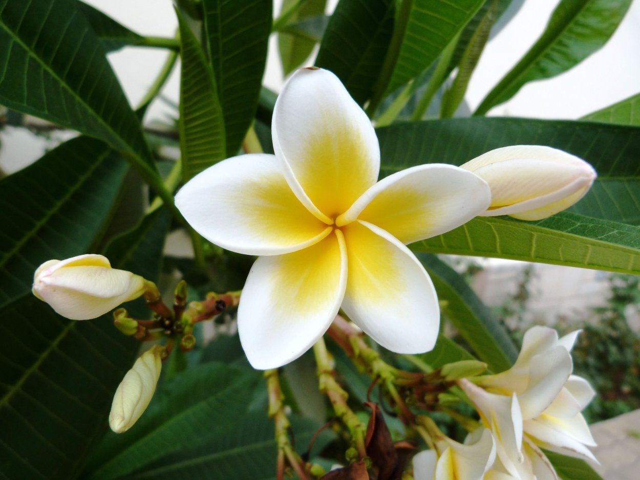 Египетский Жасмин цветок