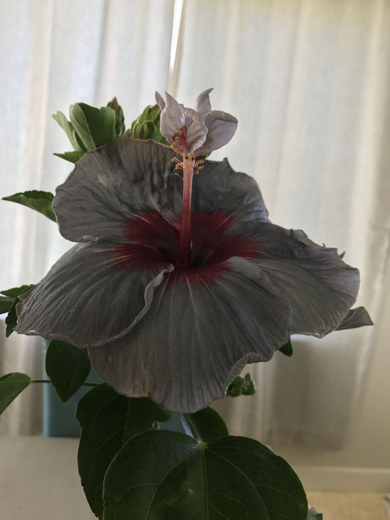 Гибискус Блэк дракон