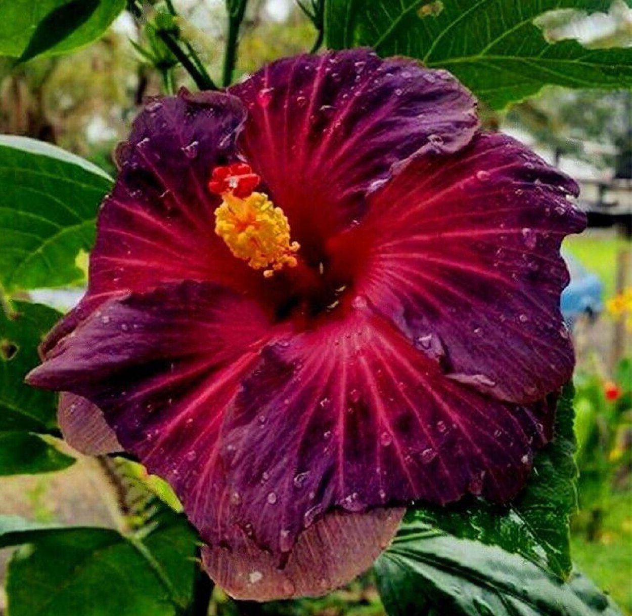 Гибискус Shyama