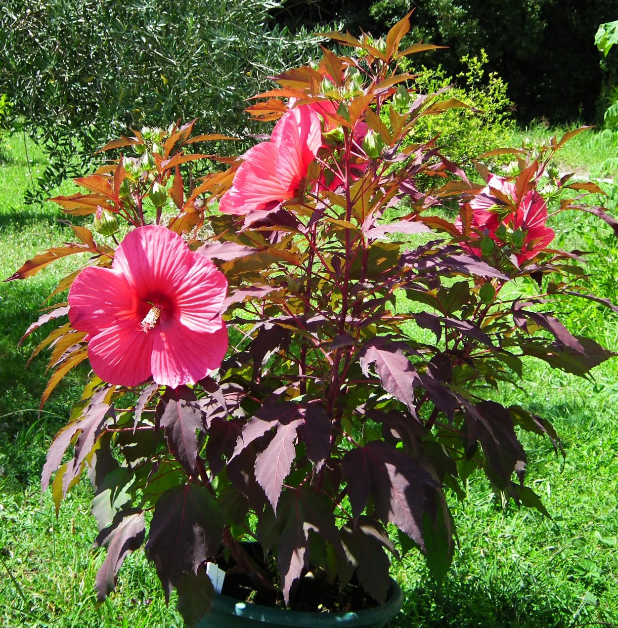 Гибискус мускусный ханимун Deep Red