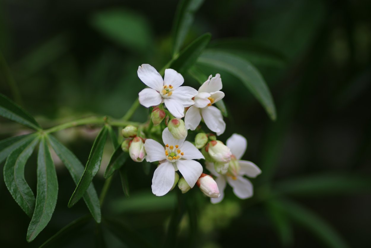 Жасмин Королевский