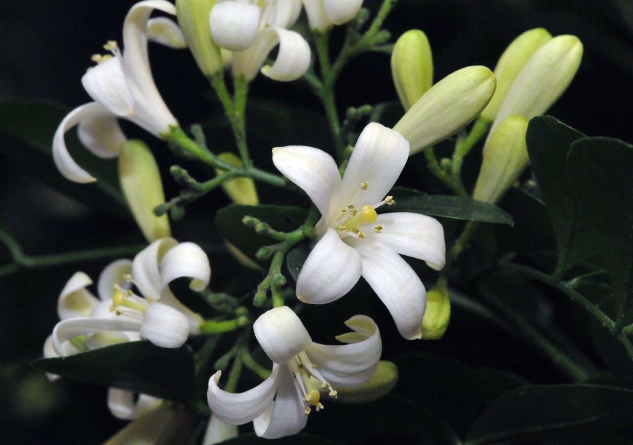 Jasminum multiflorum