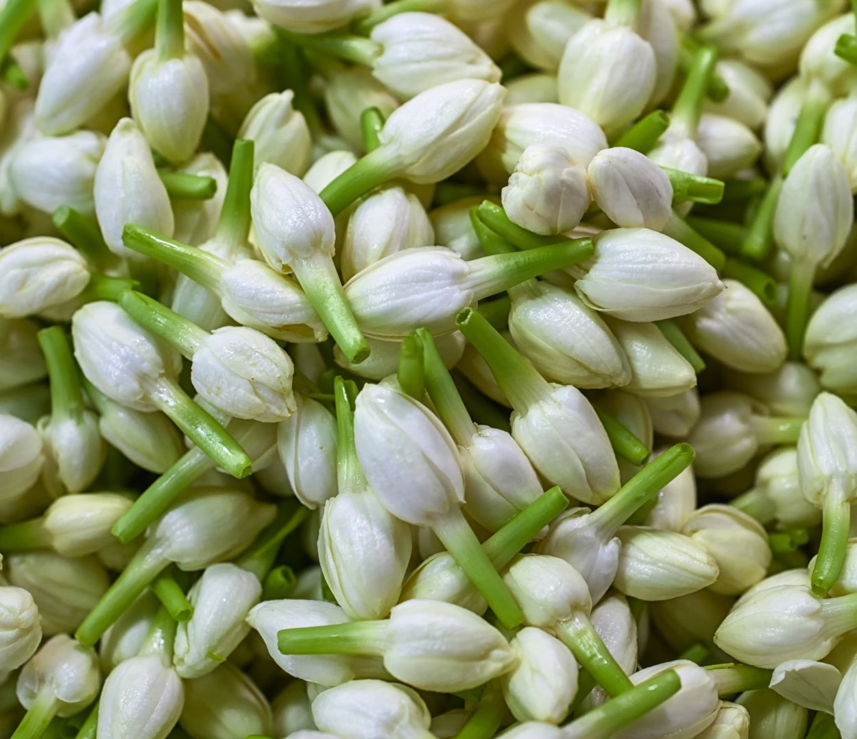 Jasmine Palace Resort Spa 5 Хургада