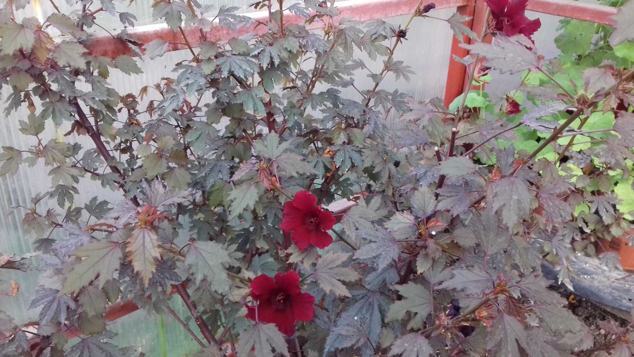 Сорта гибискуса комнатного