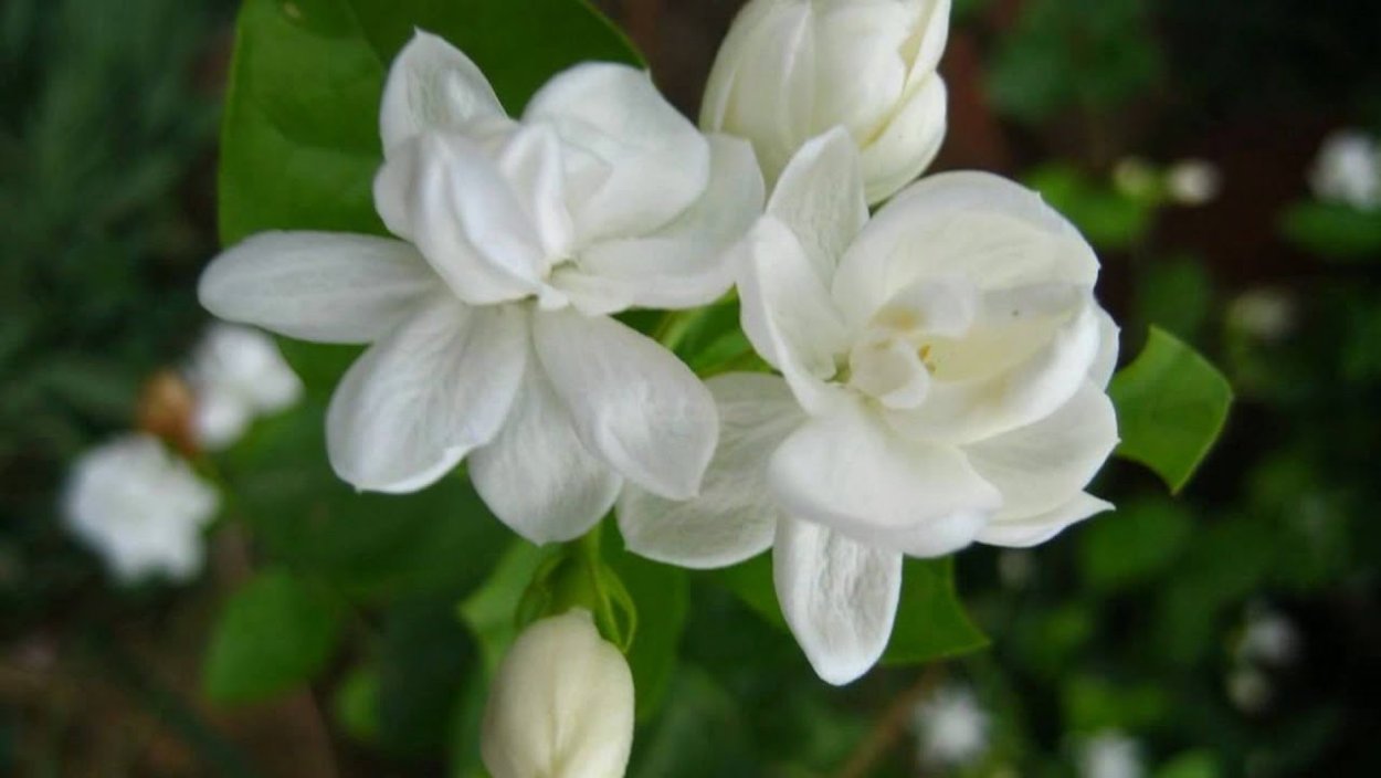 Jasmine Palace Resort Spa 5 Хургада