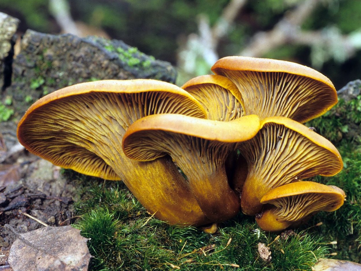 Omphalotus Olearius