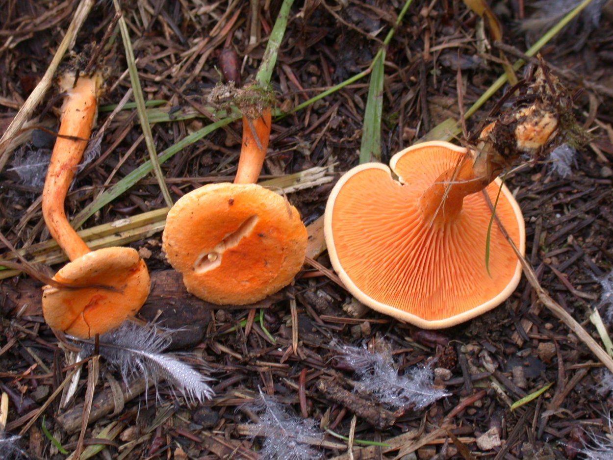 Лисичка желтая (Cantharellus cibarius)