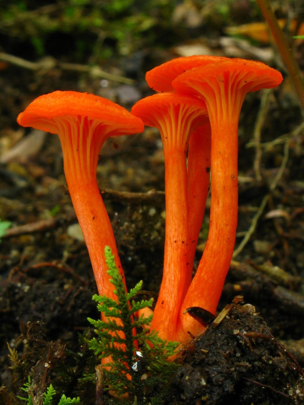 Лисичка ложная Hygrophoropsis aurantiaca