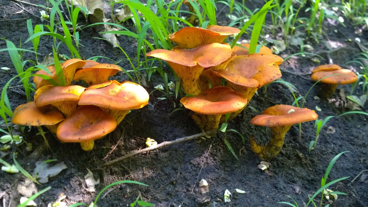 Гриб омфалот маслиновый