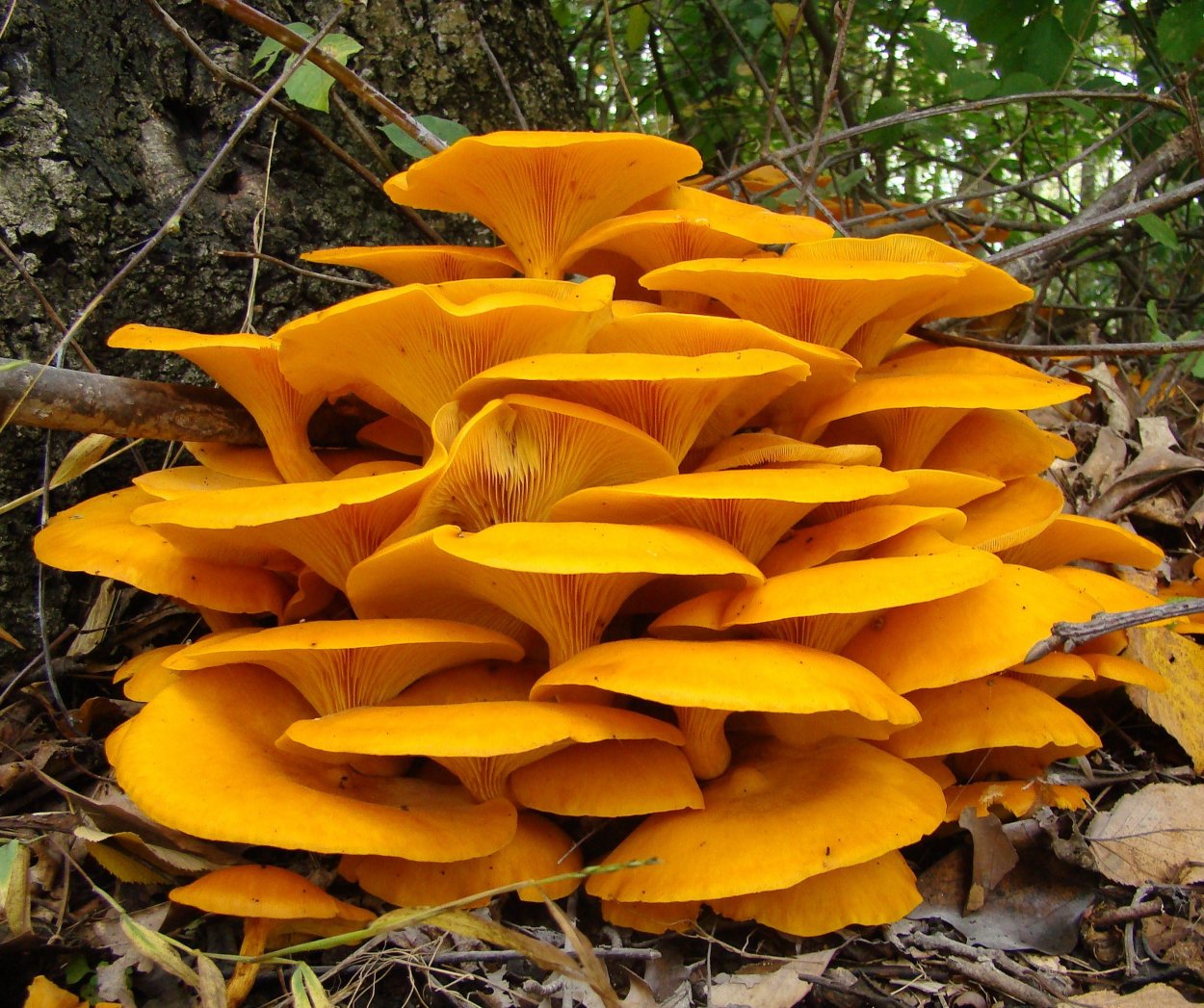 Гриб омфалот маслиновый