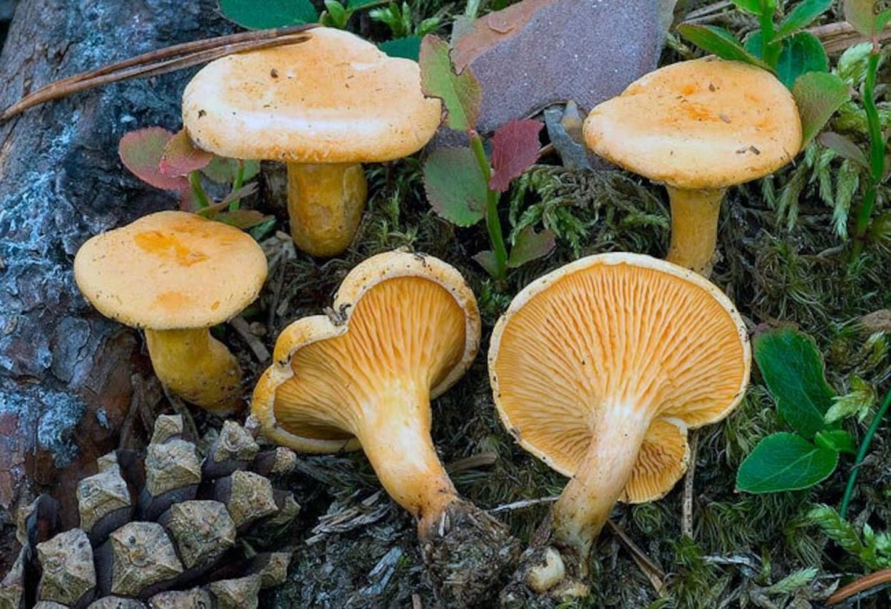 Omphalotus Nidiformis