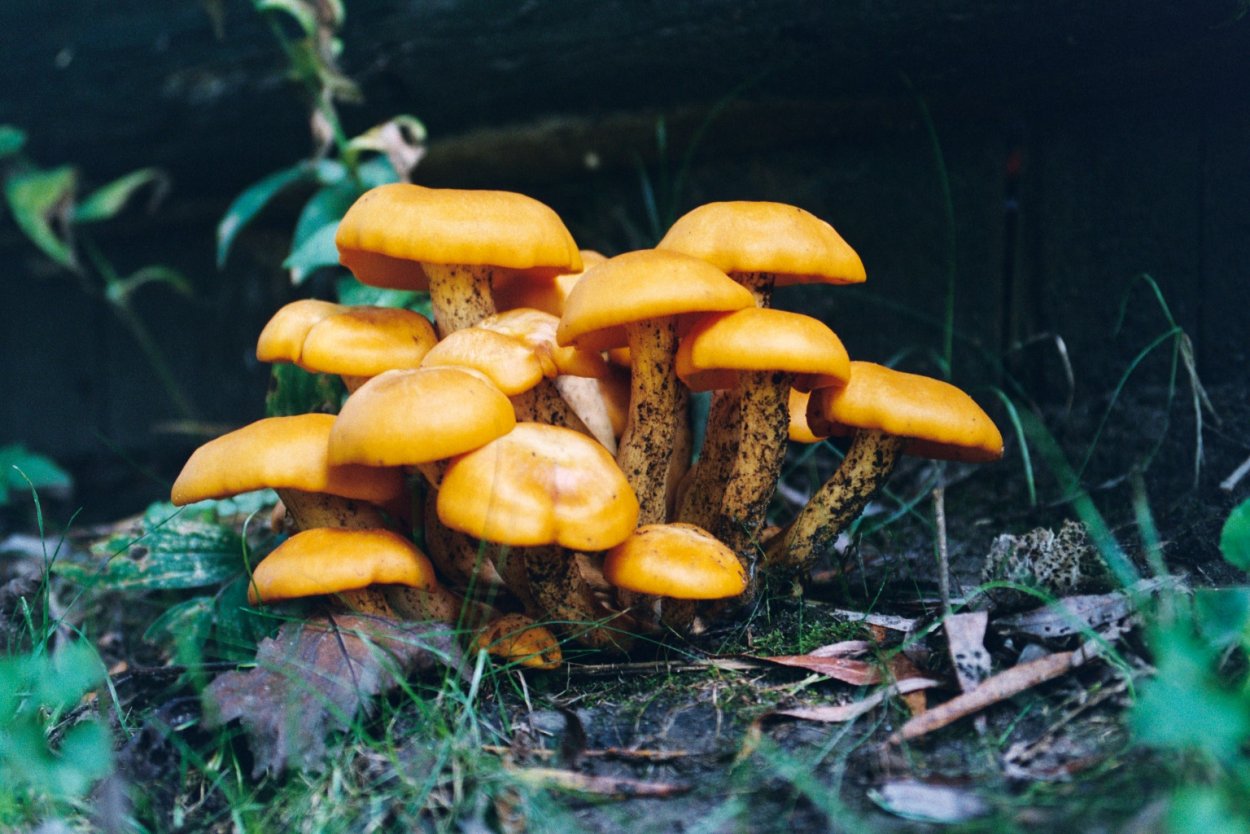 Омфалотус масличный гриб