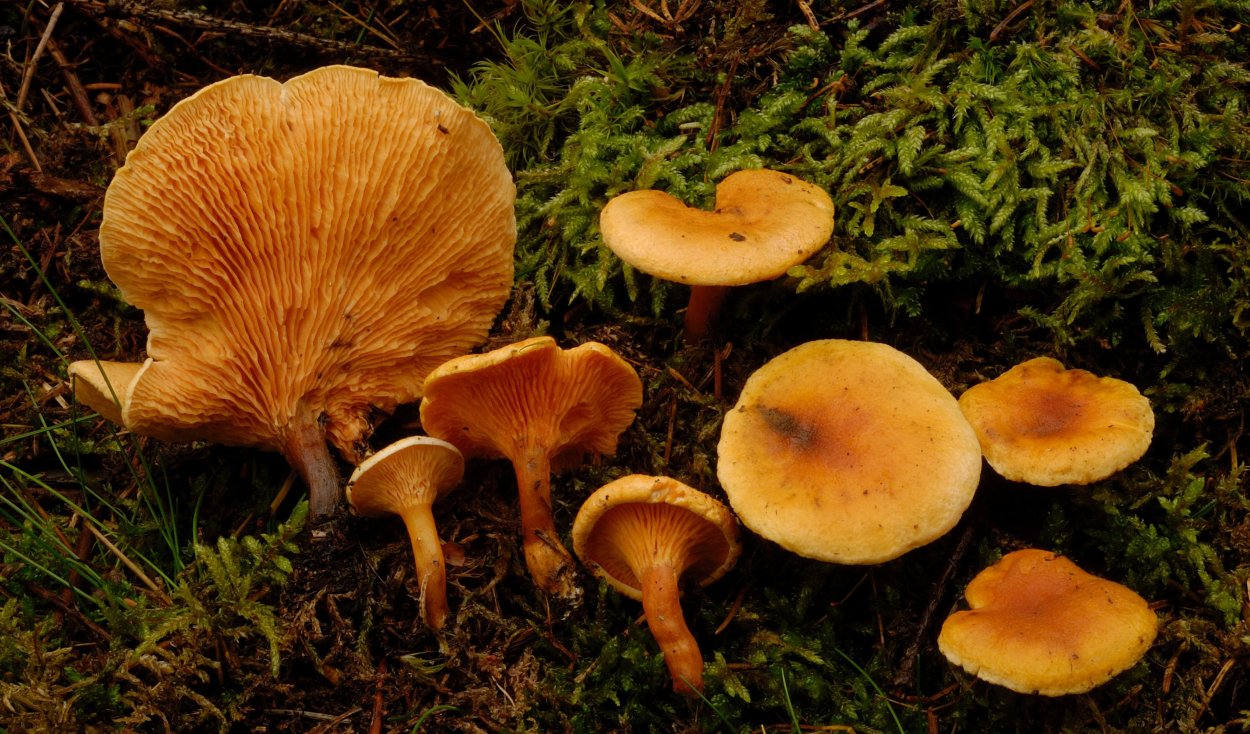 Гриб Omphalotus illudens