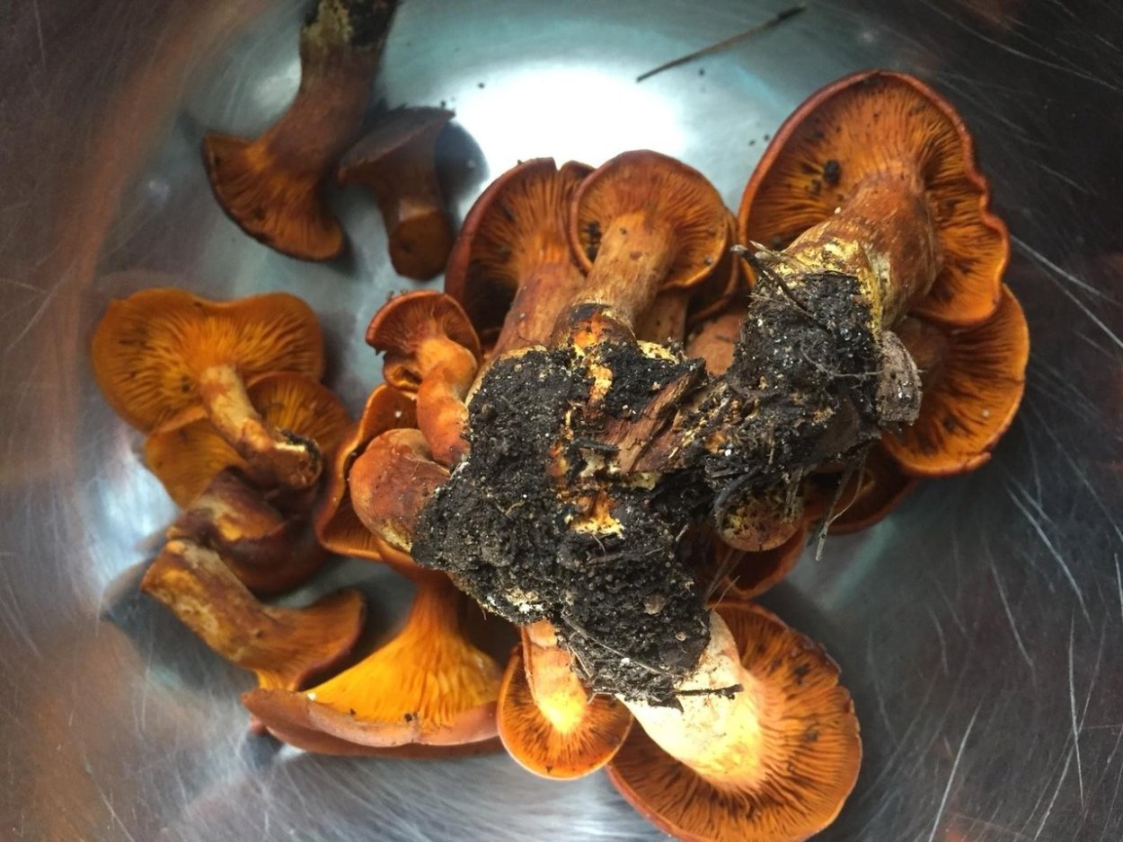 Гриб омфалот маслиновый