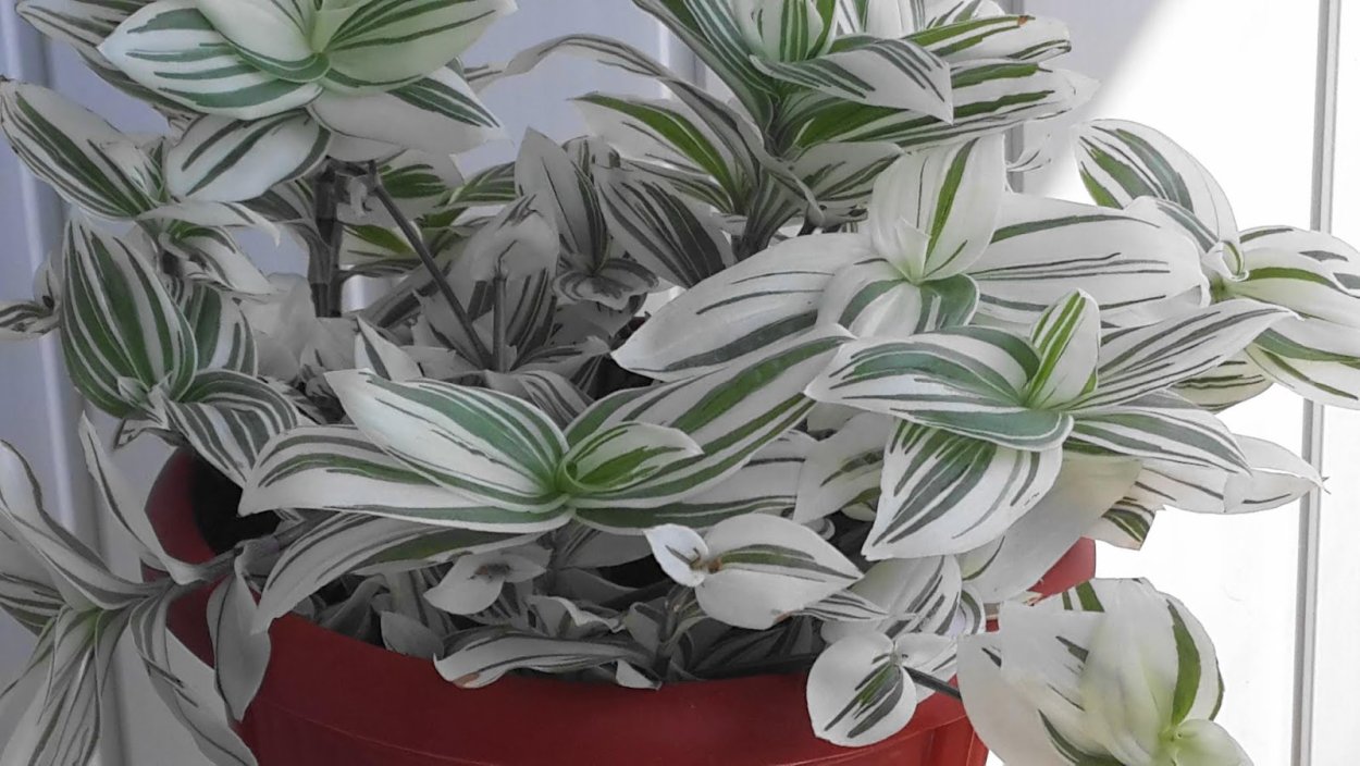 Традесканция Королевская