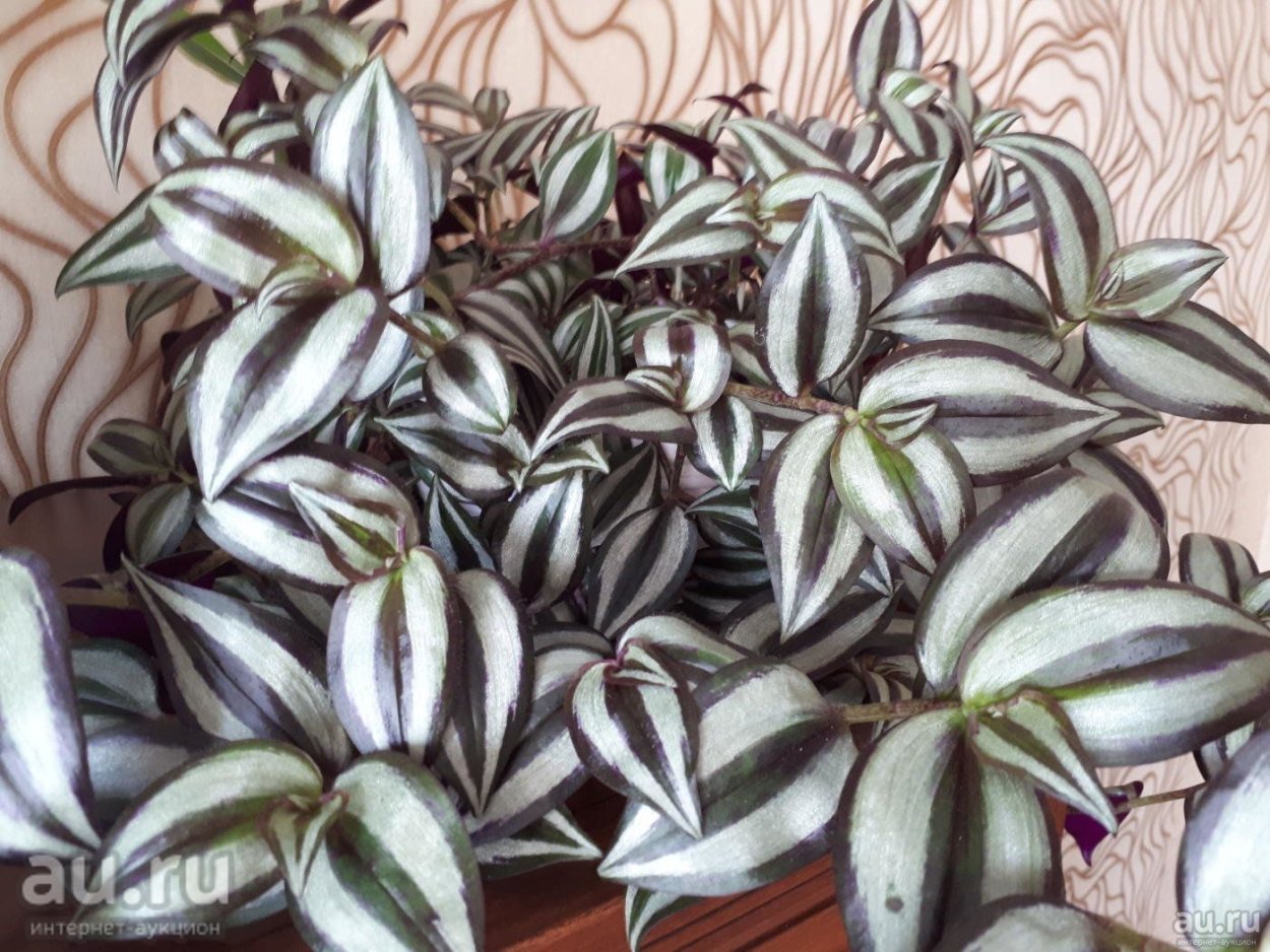 Традесканция Нанук