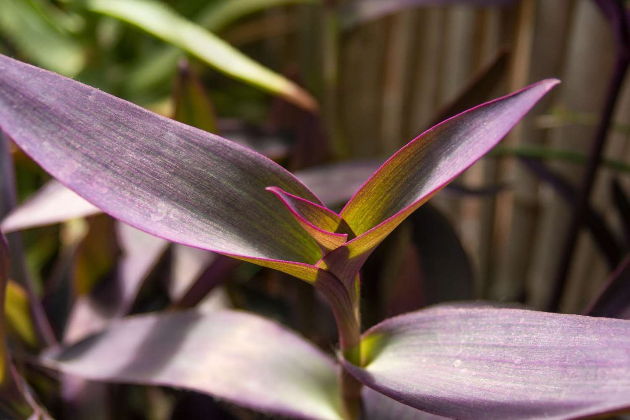 Традесканция ладьевидная (Tradescantia navicularis)