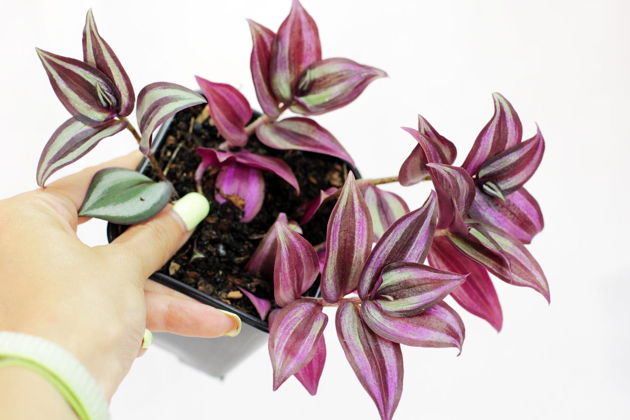 Традесканция Сильвер леди