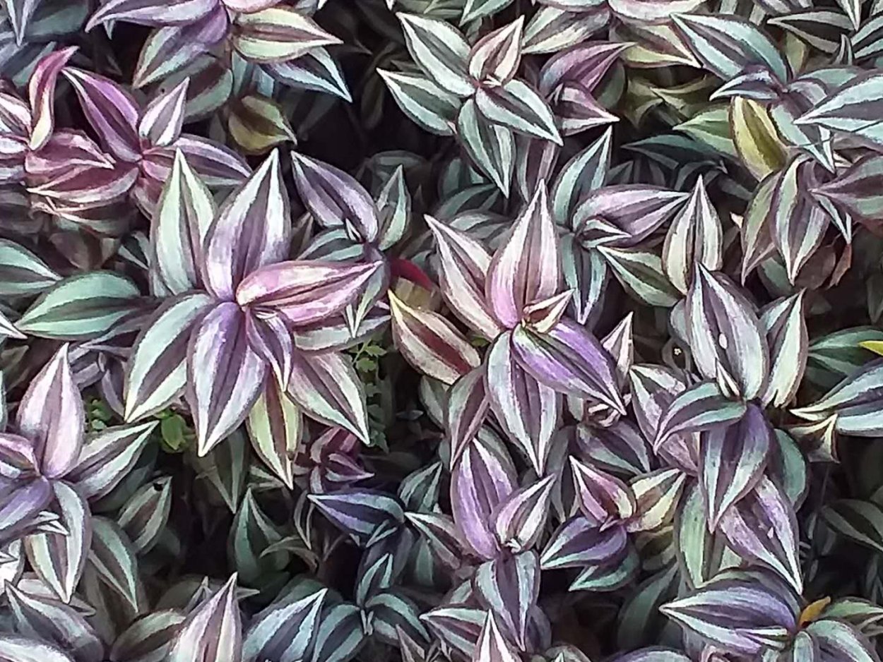 Традесканция Fluminensis Tricolor