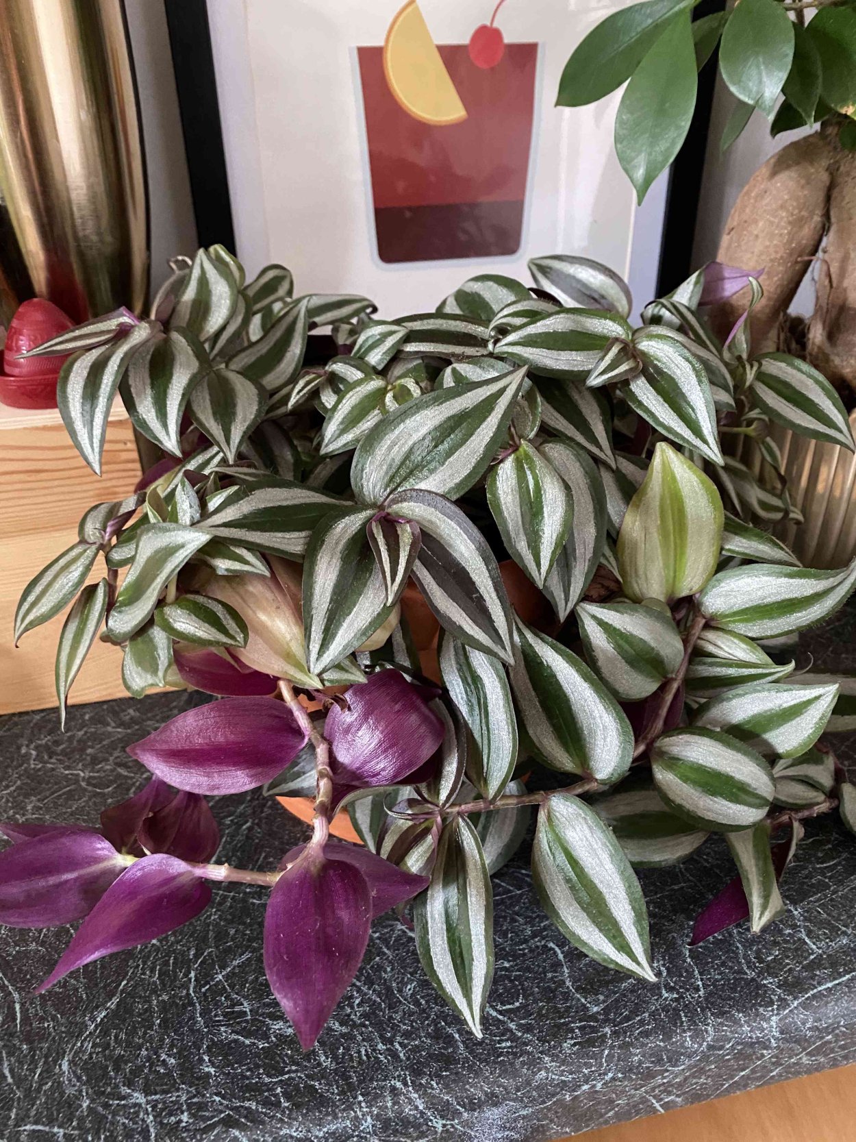 Традесканция Рео