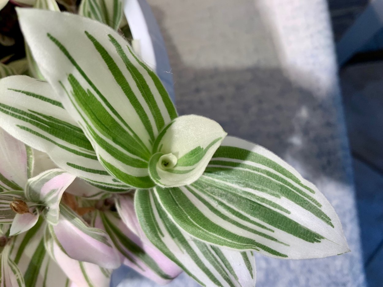 Традесканция цветение