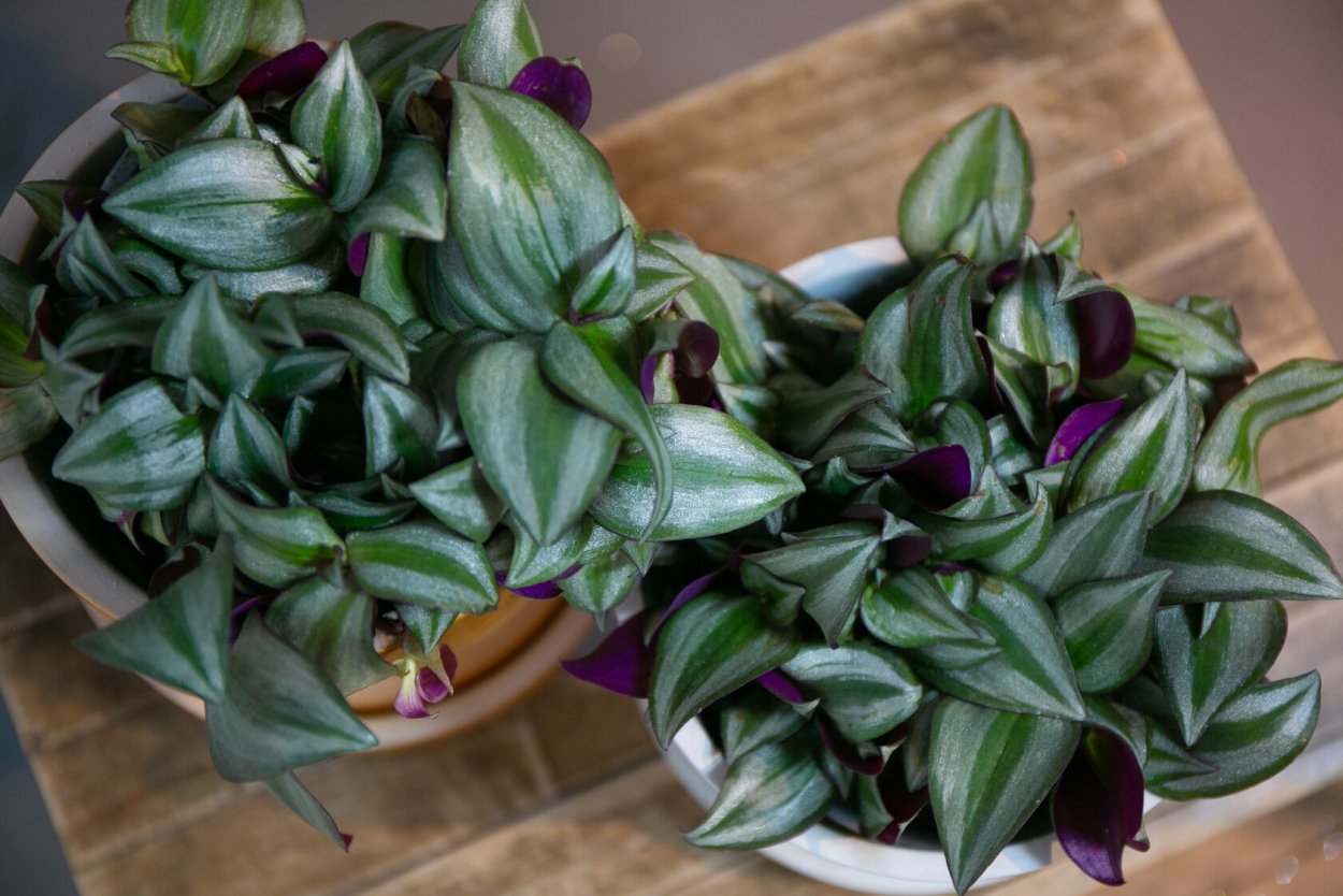 Сеткреазия пурпурная