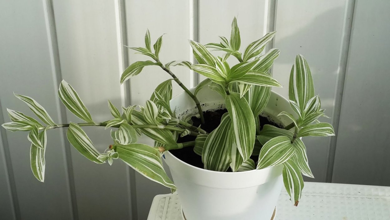 Традесканция Королевская