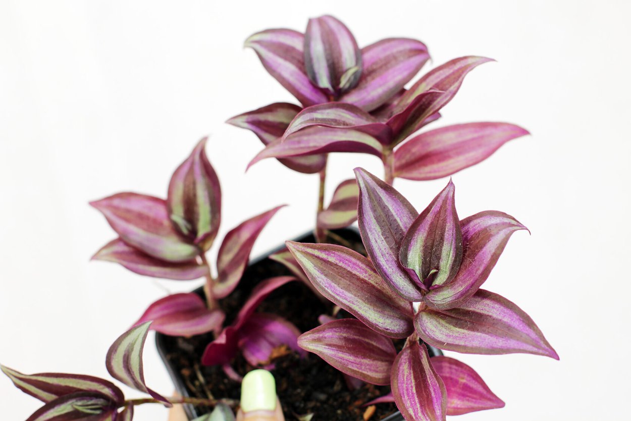 Традесканция Триколор