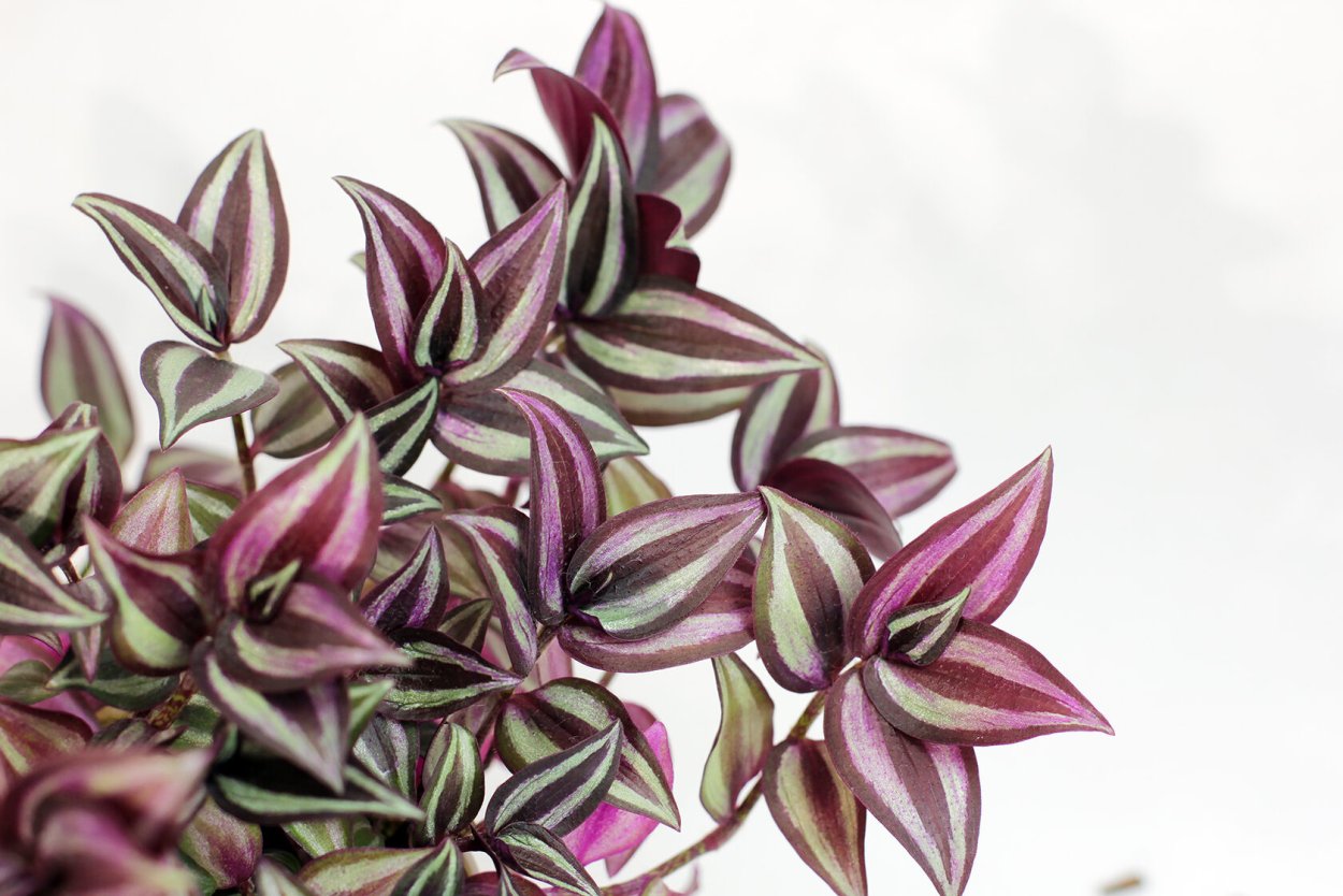 Традесканция зебрина