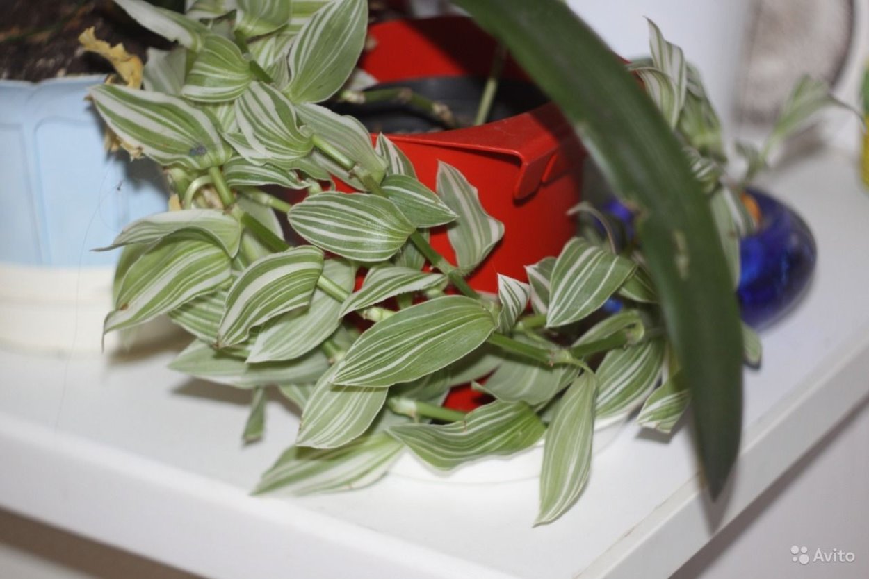 Традесканция квадриколор Флуминенсе