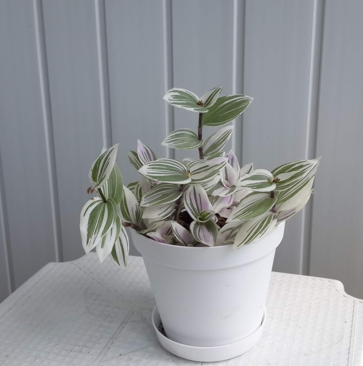 Традесканция белоцветковая Tricolor