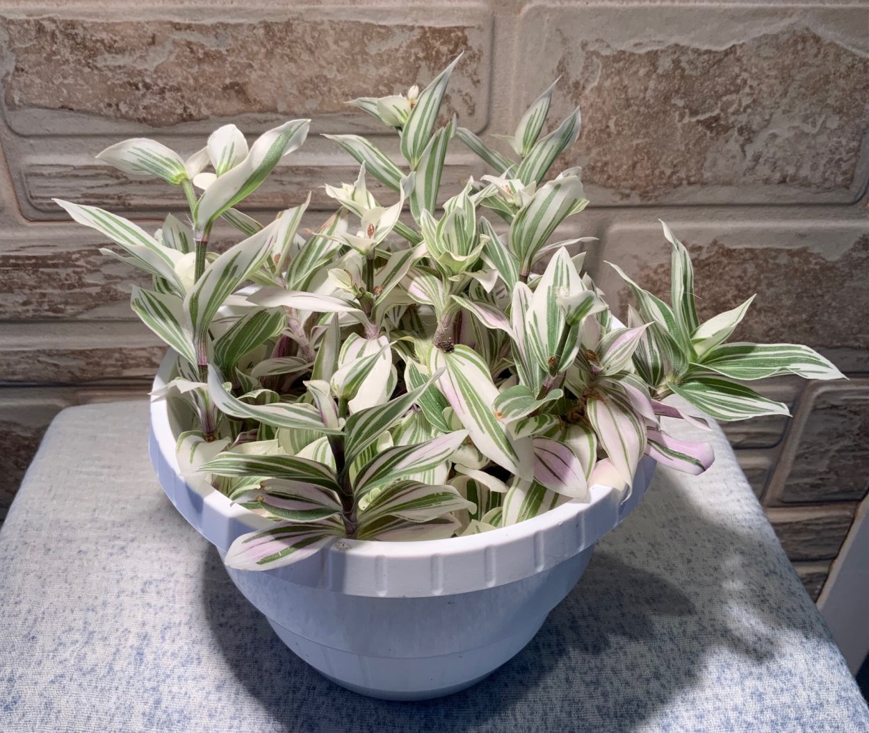 Традесканция тайская бордовая