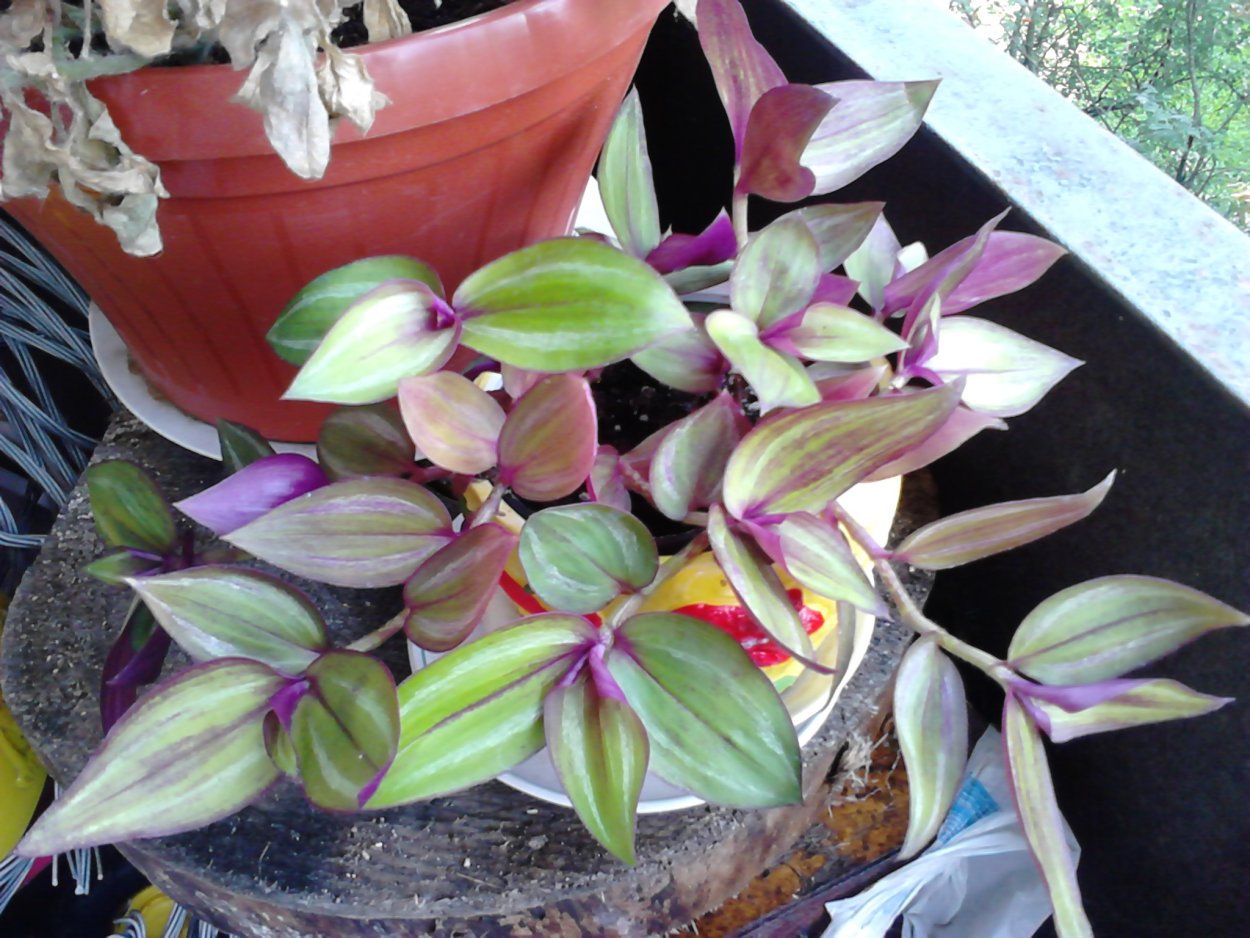 Традесканция полосатая зебрина