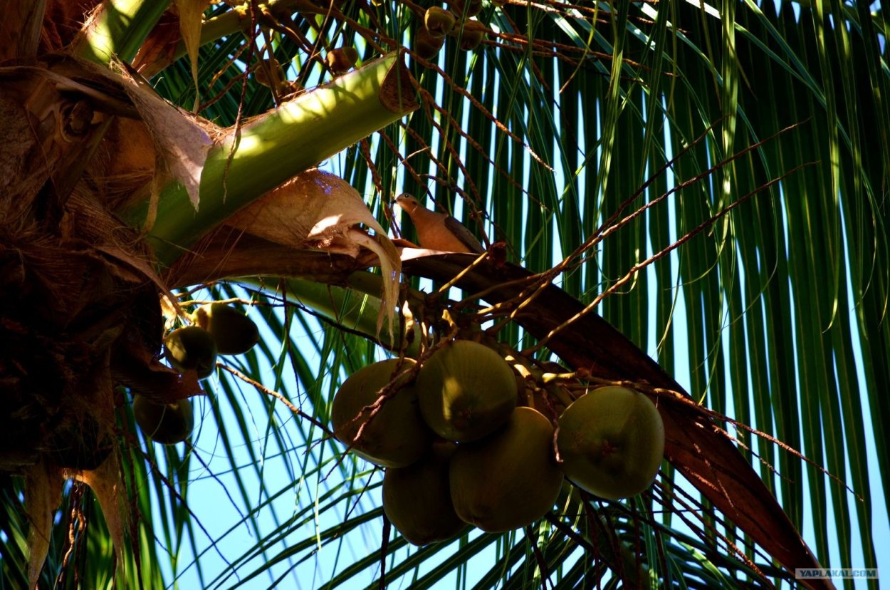 Кокосовая Пальма (Cocos nucifera)