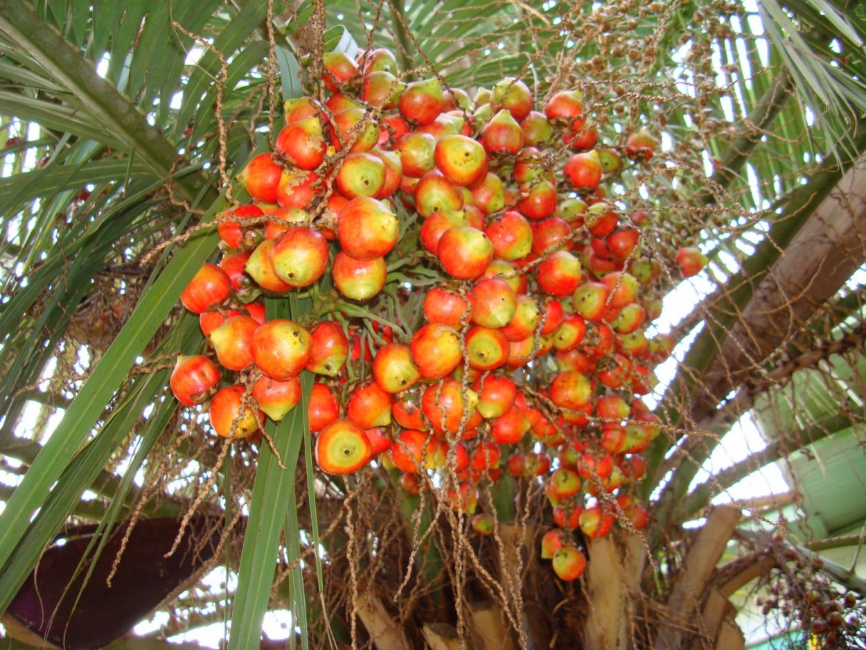 Пальма Пальмира плоды