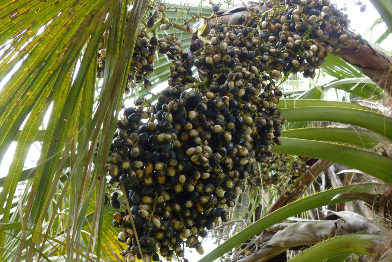 Бразильская Пальма бабассу
