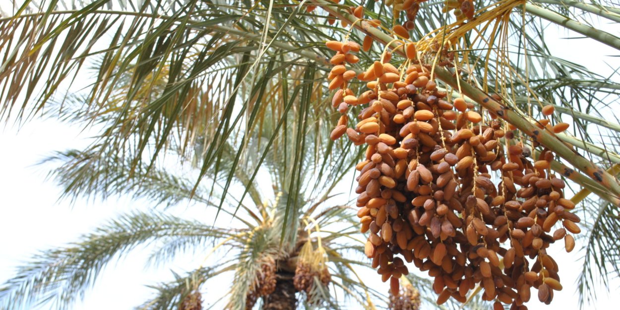 Хурмовая Пальма