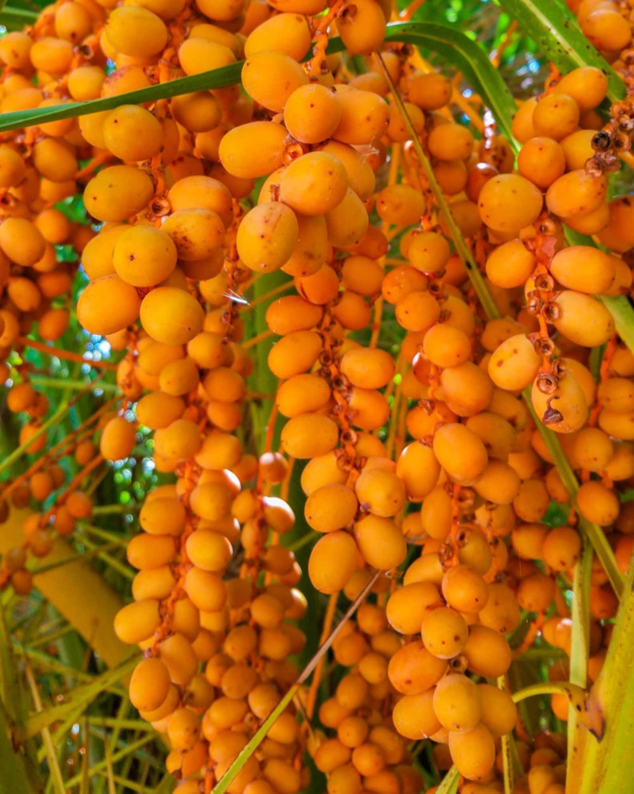 Коко де мер орех