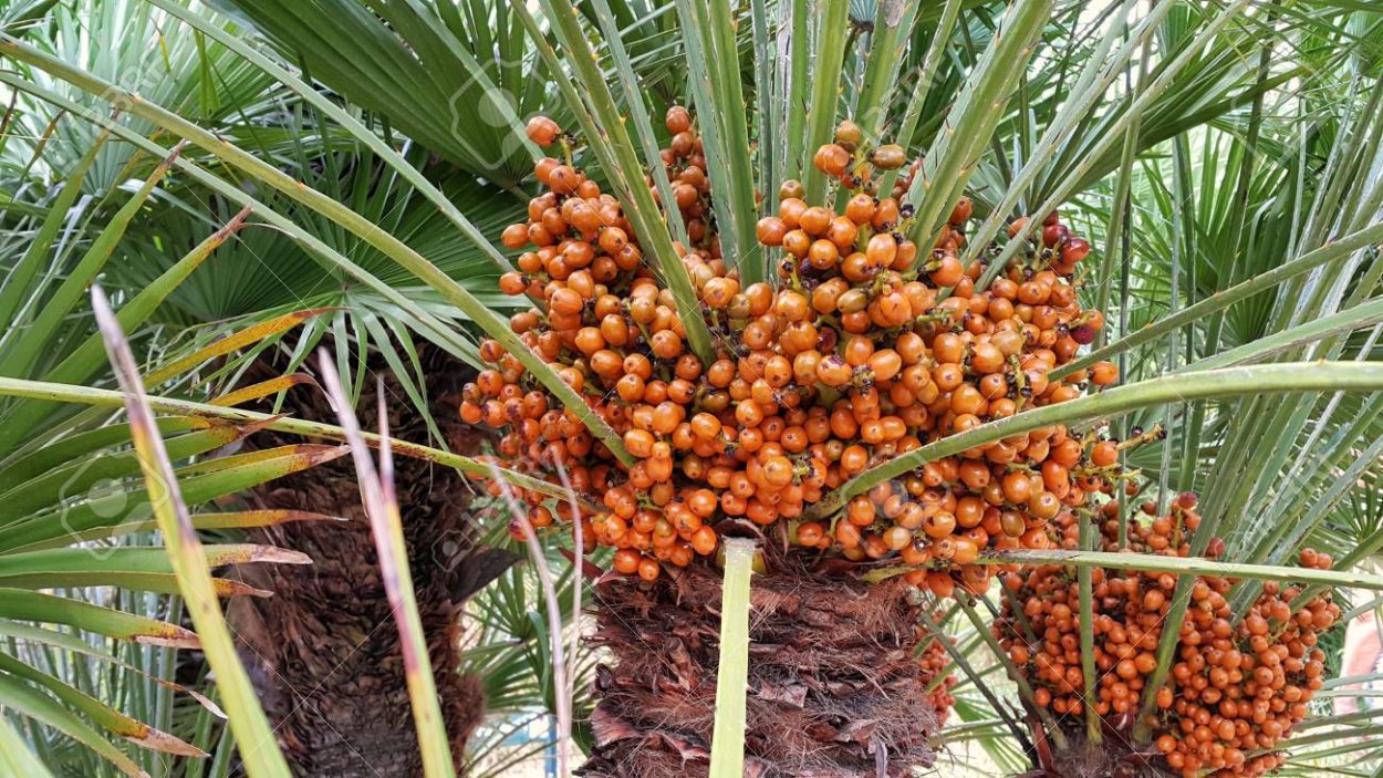 Синие плоды пальмы