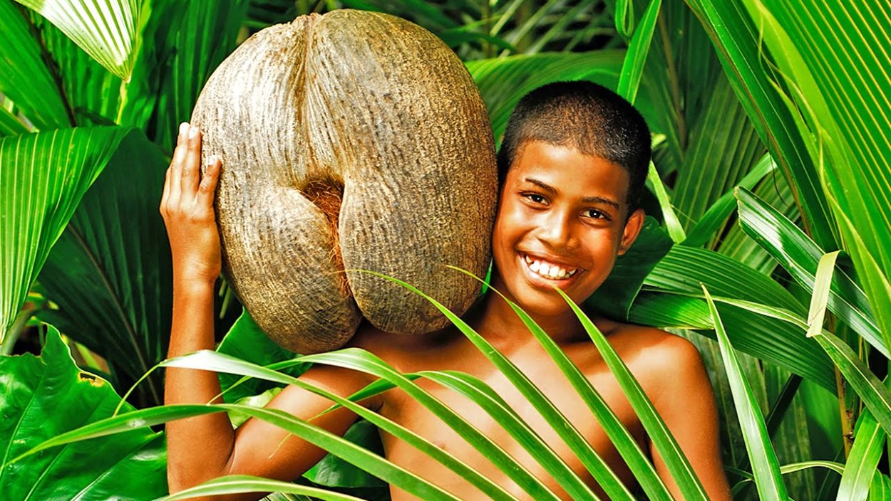 Плоды пальмы сабаль