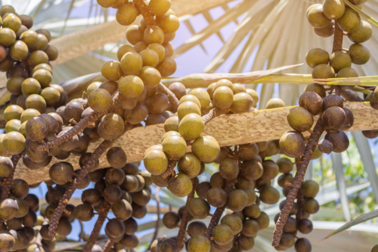 Дикий ананас пандана