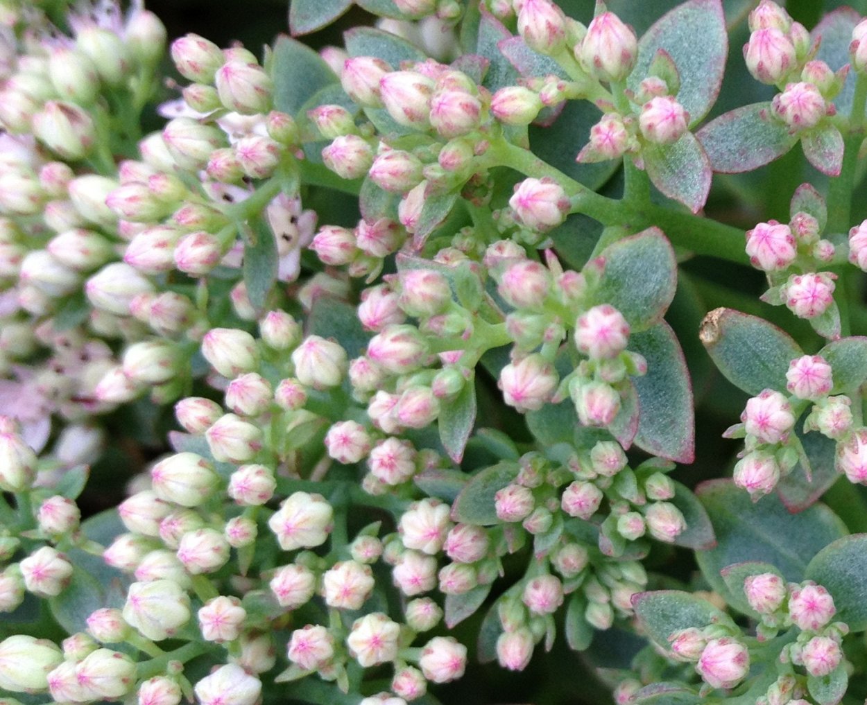 Блоссфельда каландива