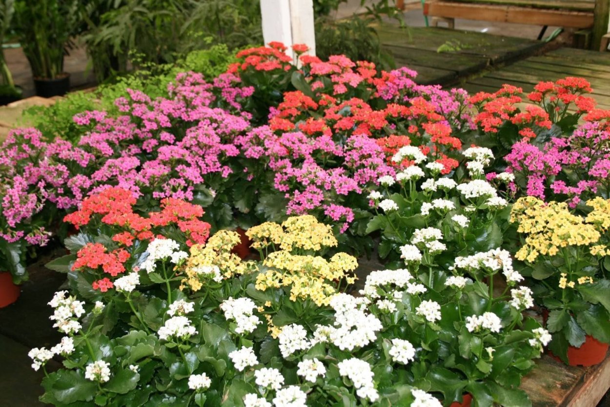 Каланхоэ Пинк Баттерфляй