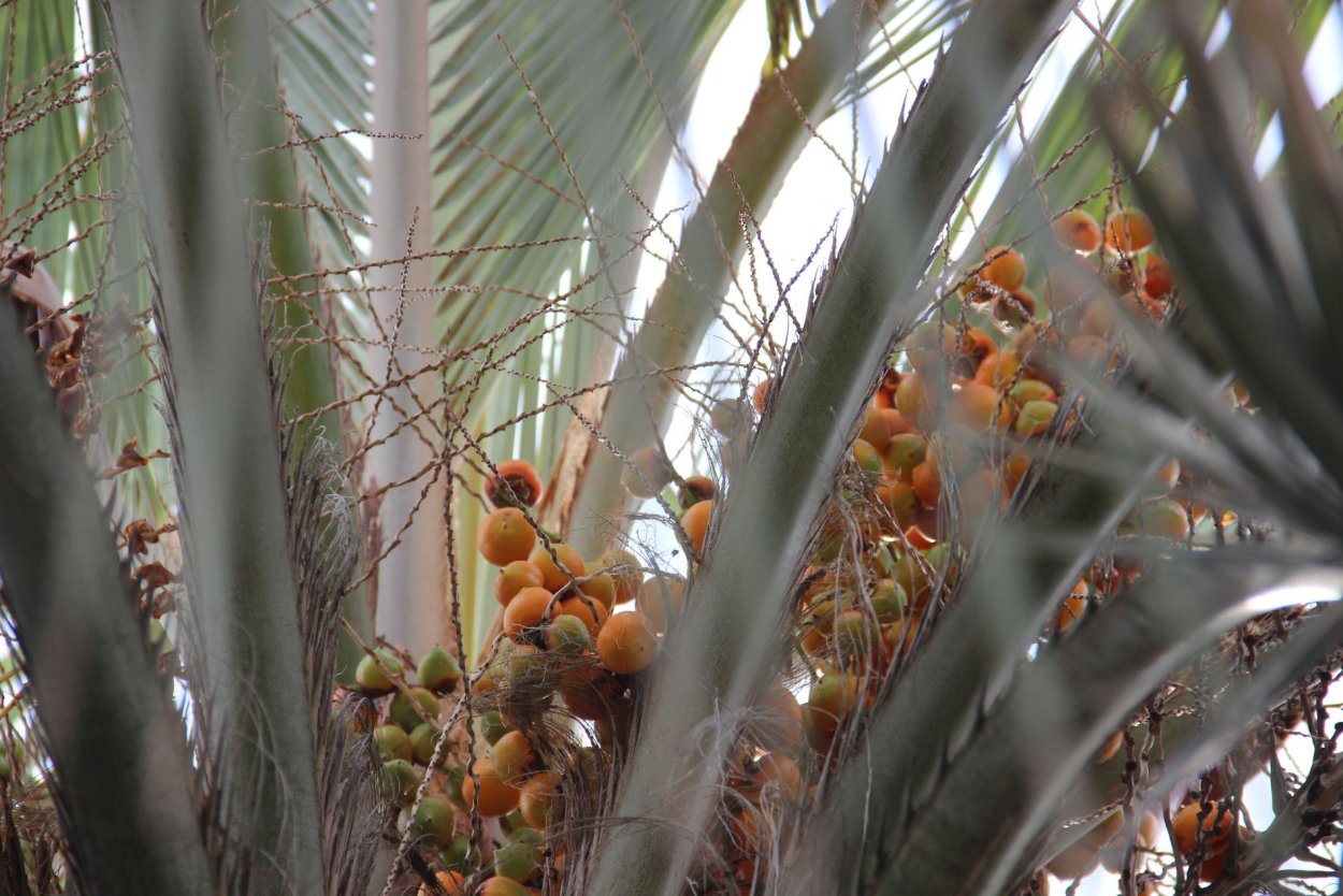 Доброе утро пальмы