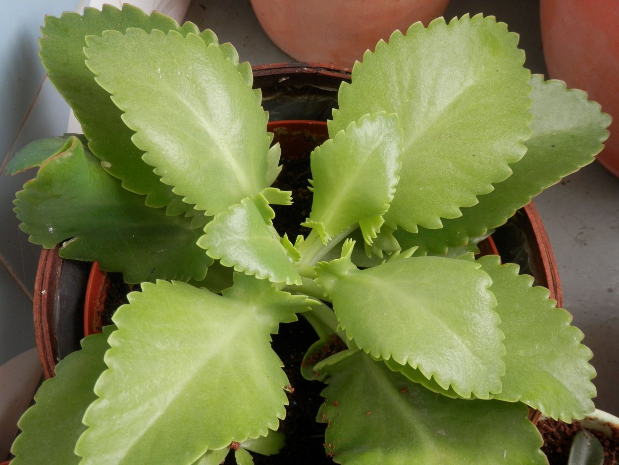 Каланхоэ бриофиллум Дегремона