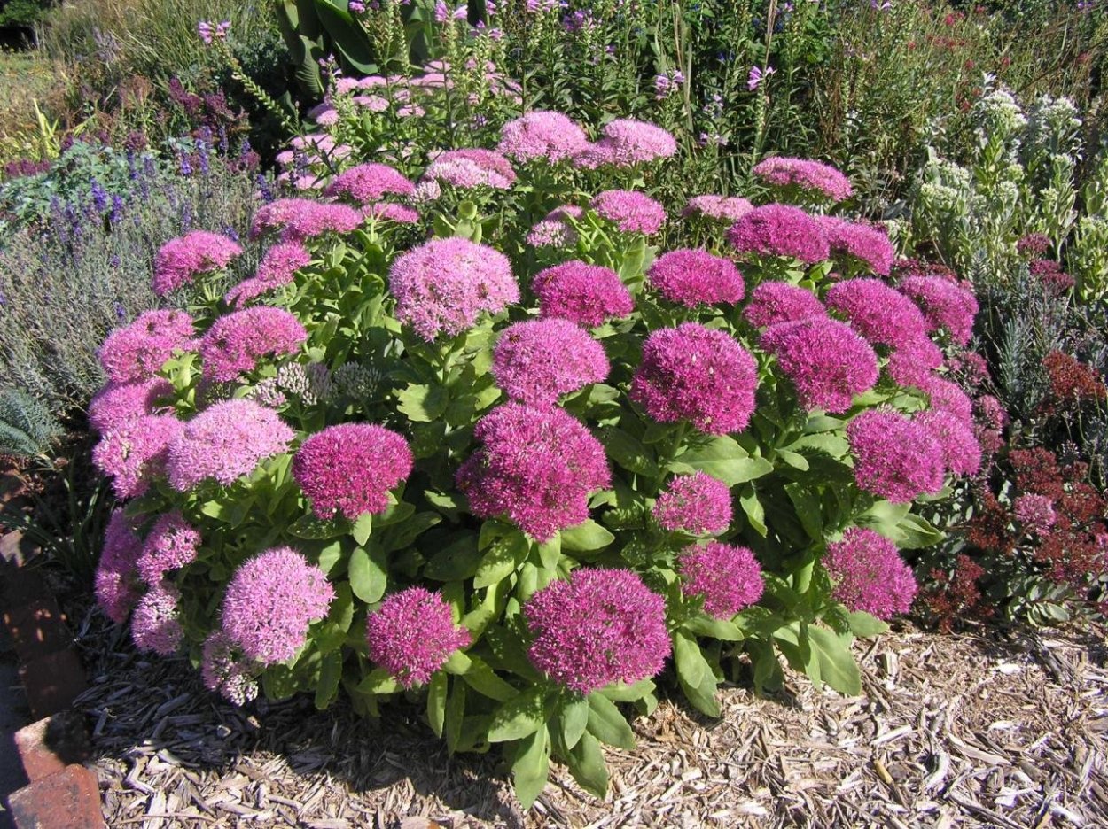 Каланхоэ уличное