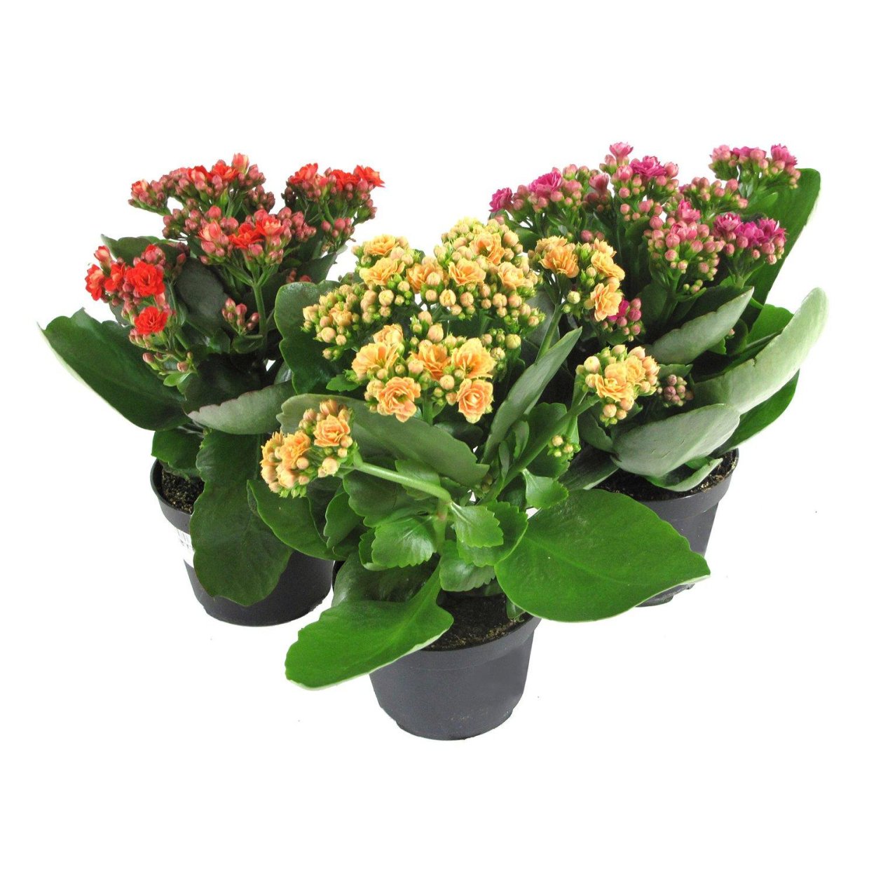 Каланхоэ каландива в саду