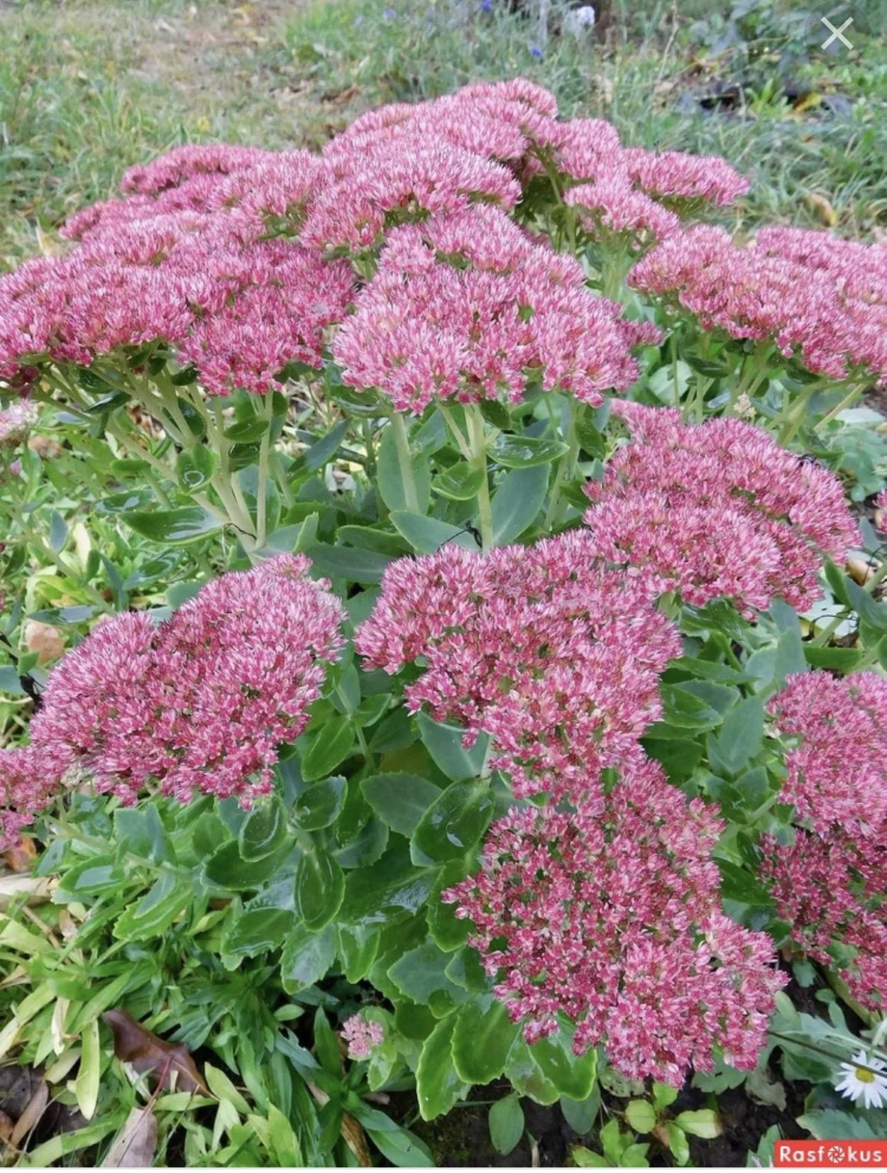 Kalanchoe blossfeldiana